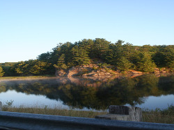 Pine Reflections 2