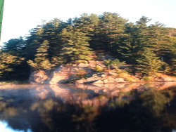 Pine Reflections 3